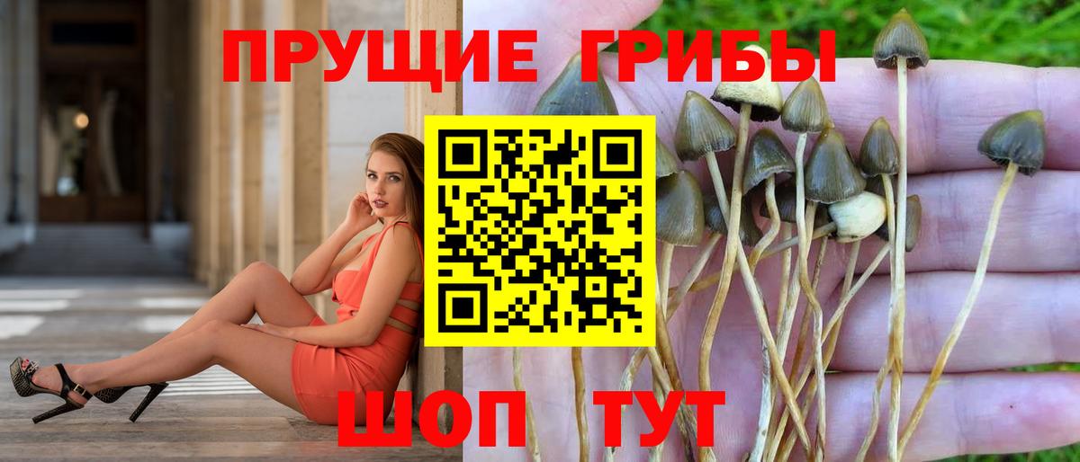 Псилоцибиновые грибы прущие грибы Каспийск